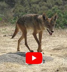 A Coyote Wandering (improv by the author)